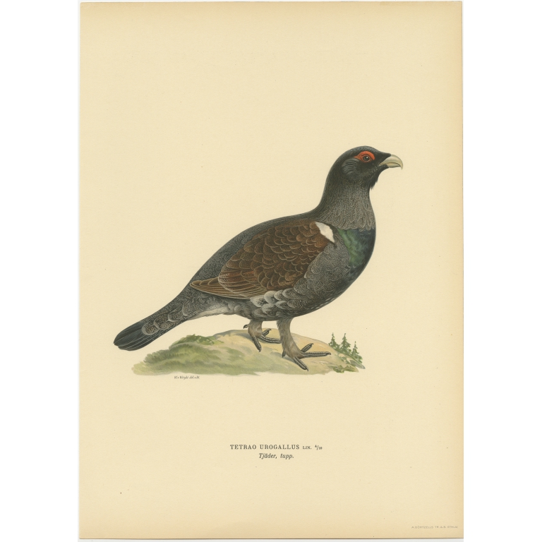Antique Bird Print of a Male Western Capercaillie by Von Wright (1929)