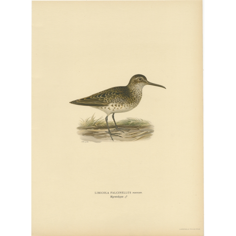 Antique Bird Print of a Male Broad-Billed Sandpiper by Von Wright (1929)