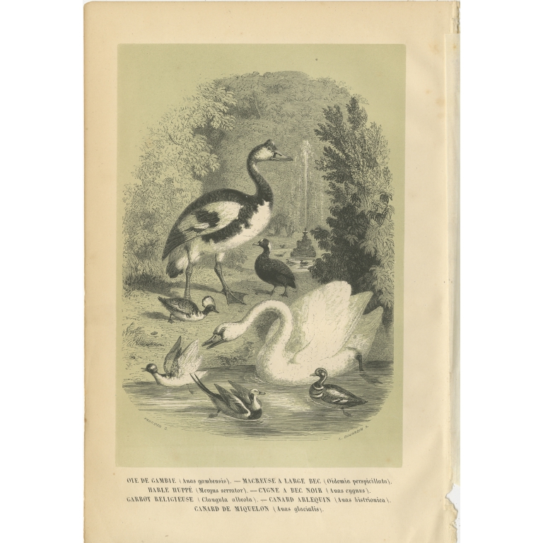 Antique Bird Print of a Spur-Winged Goose and other Birds by Le Maout (1853)