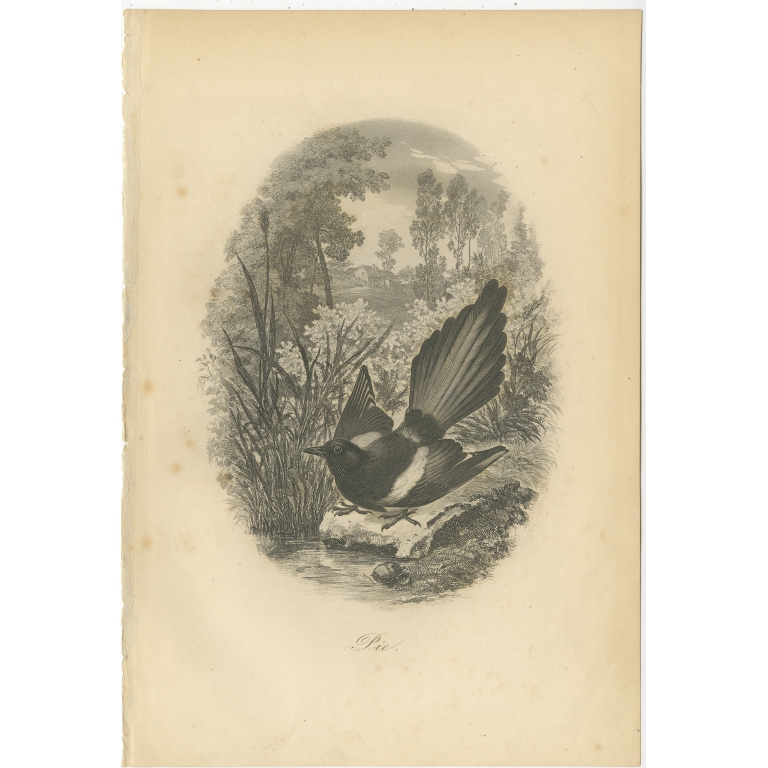 Antique Bird Print of a Magpie by Le Maout (1853)