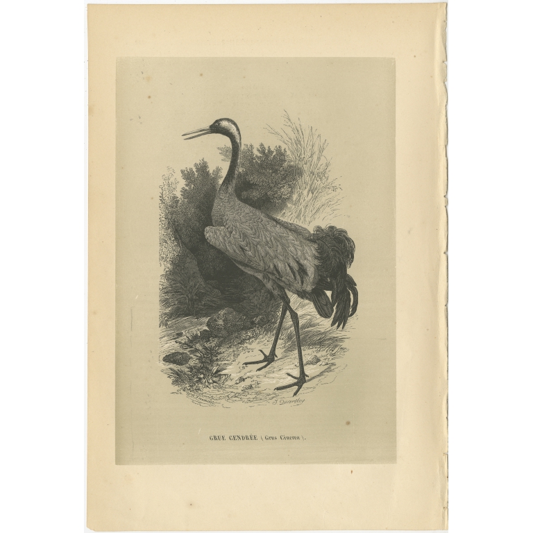 Antique Bird Print of a Common Crane by Le Maout (1853)