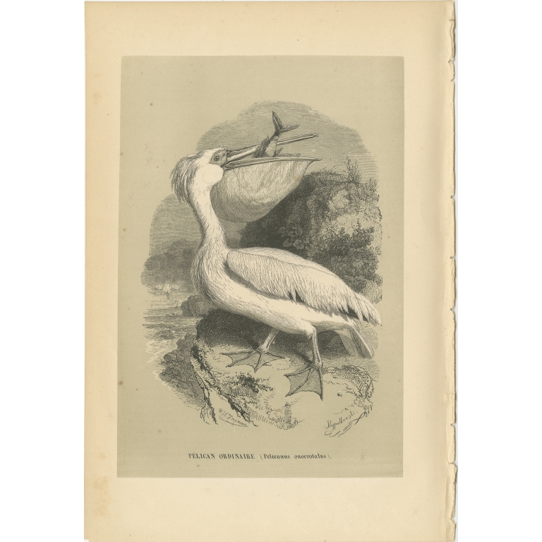Antique Bird Print of the Great White Pelican by Le Maout (1853)
