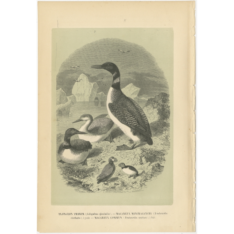 Antique Bird Print of the Common Loon and other Birds by Le Maout (1853)
