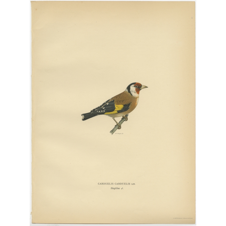 Carduelis Carduelis - Von Wright (1927)