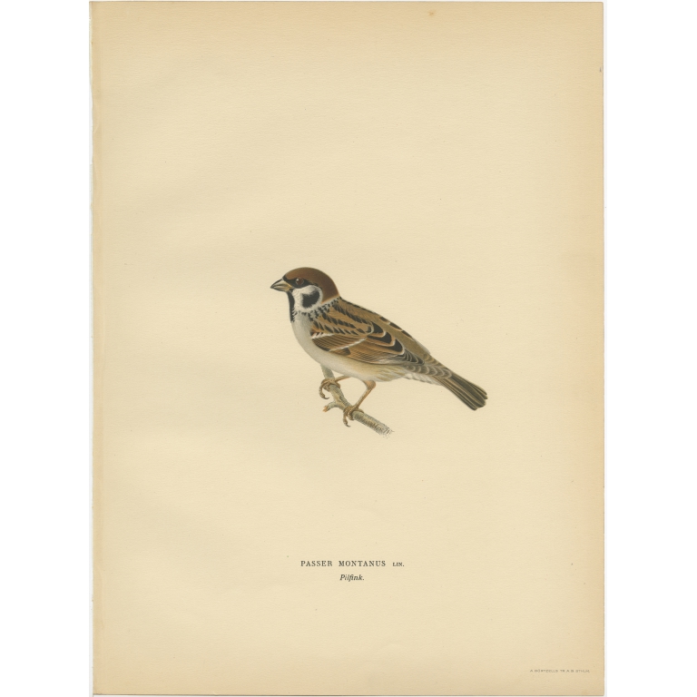 Passer Montanus - Von Wright (1927)