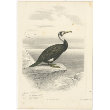 Duck c.1860 Swan Antique print