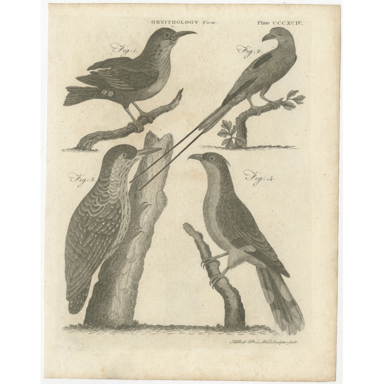 Antique Print of a Magpie and other Birds by Bell (1810)