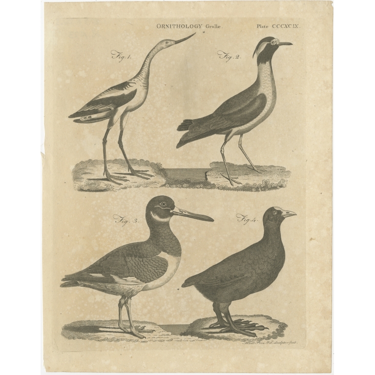Antique Print of a Gralla and other Birds by Bell (1810)