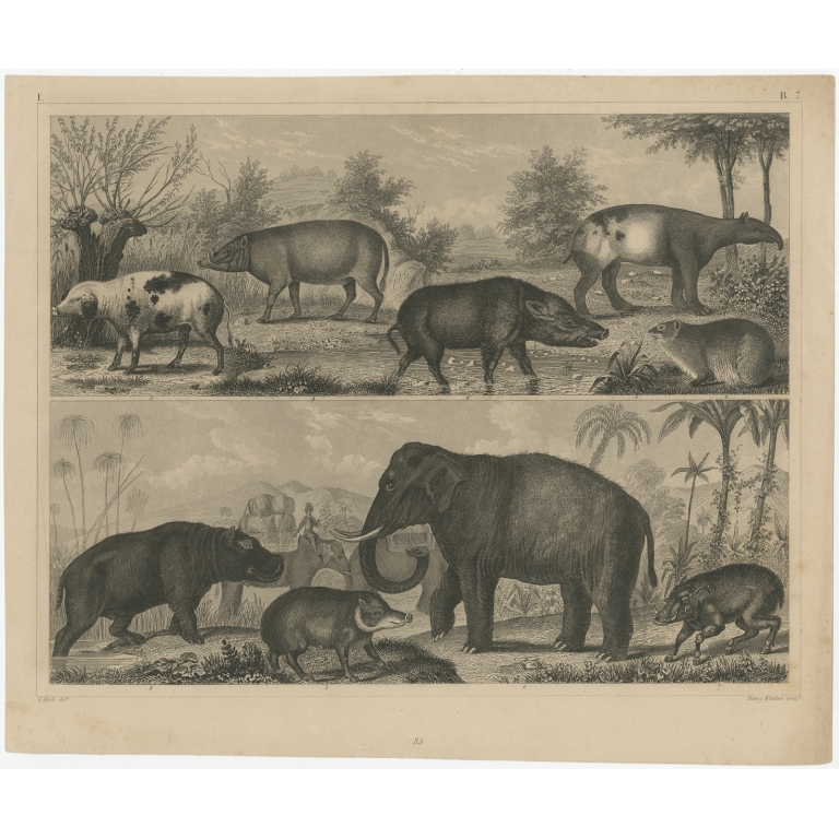 Antique Print of an Elephant, Tapir and other Animals by Winkles (c.1855)