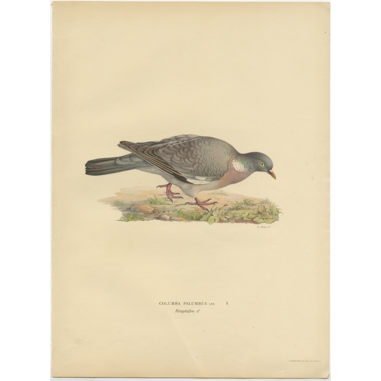 Antique Bird Print of the Common Wood Pigeon by Von Wright (1929)