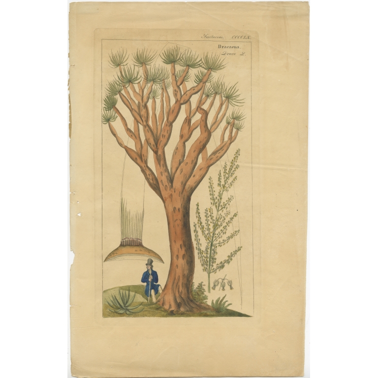 Antique Print of a Dragon Tree (c.1860)