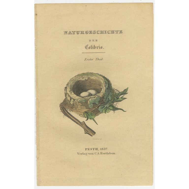 Antique Frontispiece with the Nest and Eggs of Hummingbirds by Jardine (1837)