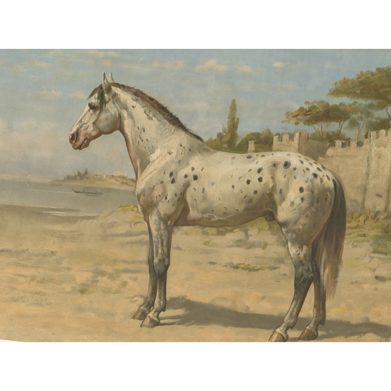 Antique Print of a Turkish Horse by Eerelman (1898)