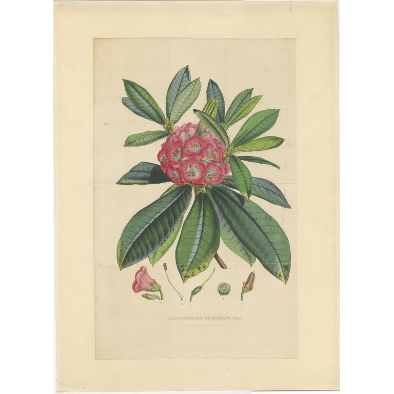 Antique Botany Print of the Rhododendron Barbatum by Van Houtte (1849)