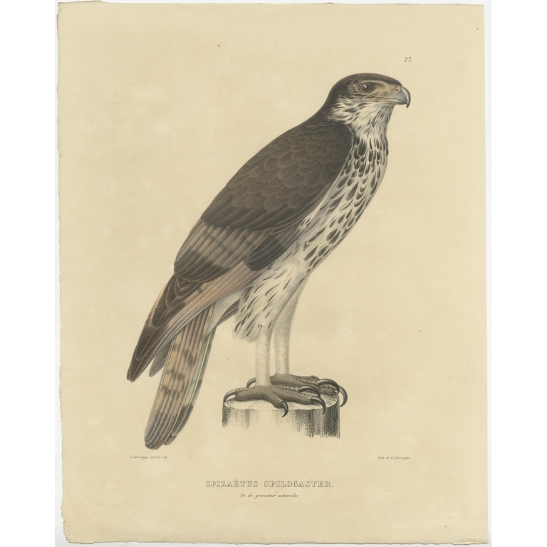 Antique Bird Print of the African Hawk-Eagle by Severeyns (c.1850)