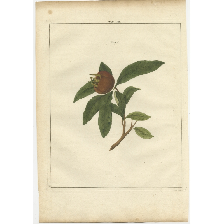 Tab. XII Antique Print of a Medlar by Knoop (1758)