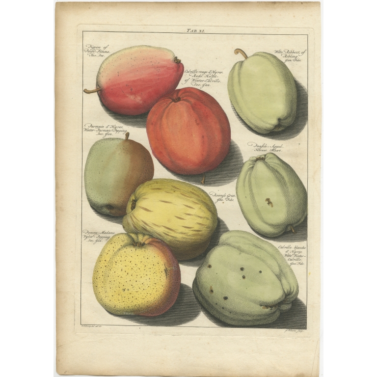 Tab. XI Antique Print of various Apples by Knoop (1758)