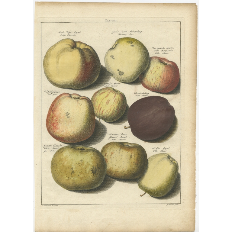 Tab. VIII Antique Print of various Apples by Knoop (1758)