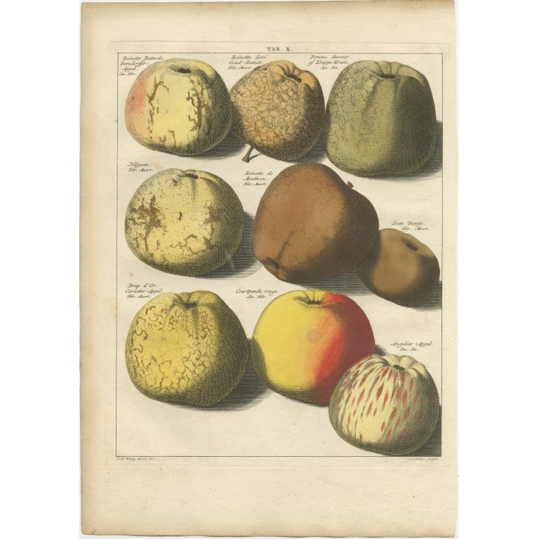 Tab. X Antique Print of various Apples by Knoop (1758)