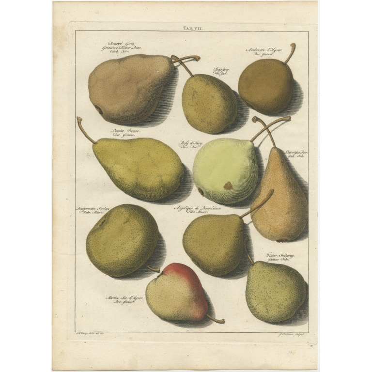 Tab. VII Antique Print of various Pears by Knoop (1758)