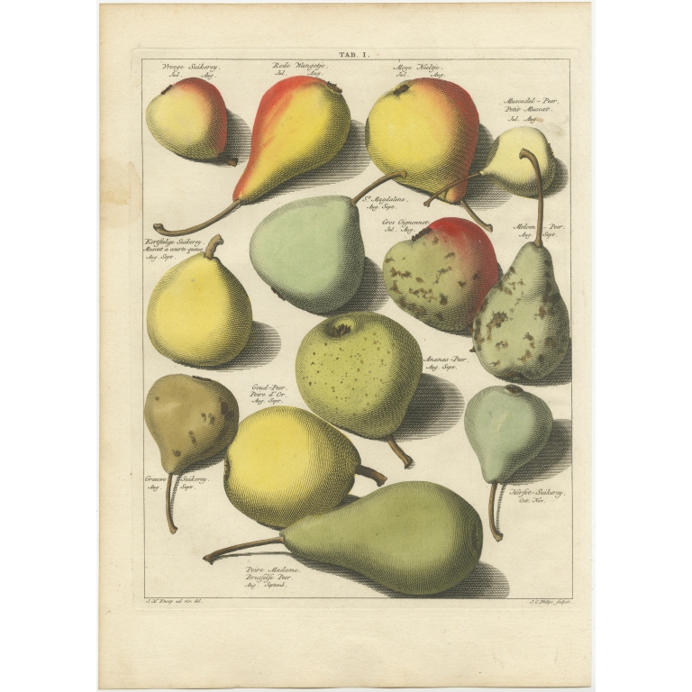 Tab. I Antique Print of various Pears by Knoop (1758)