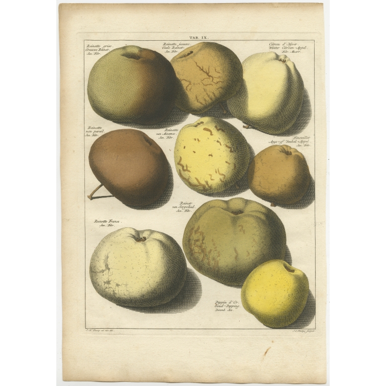 Tab. IX Antique Print of various Apples by Knoop (1758)