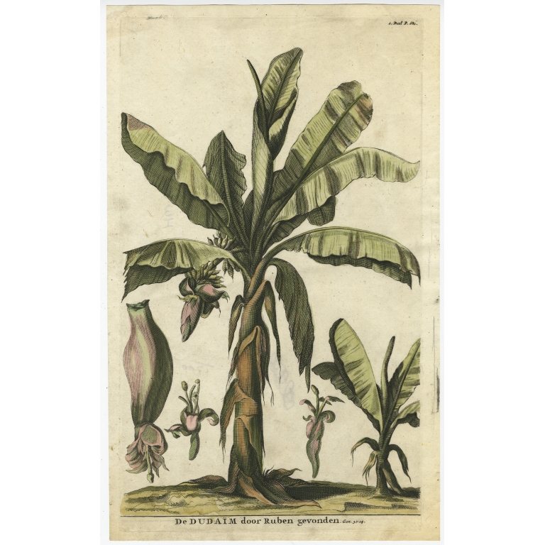 Antique Print of the Dudaim or Mandrake (1729)