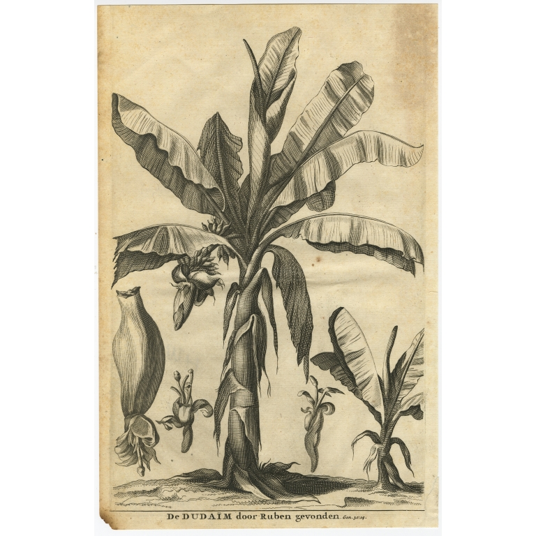 Antique Print of the Dudaim or Mandrake (1729)